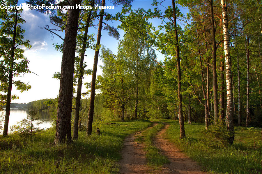 Dirt Road, Gravel, Road, Forest, Vegetation, Plant, Tree