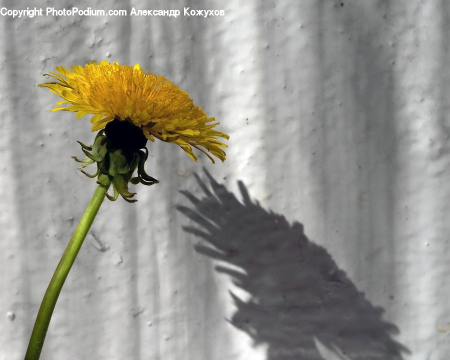 Dandelion, Flower, Plant, Blossom, Flora, Sunflower, Asteraceae