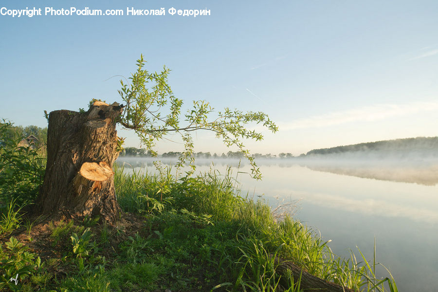 Tree Stump, Field, Grass, Grassland, Plant, Reed, Moss