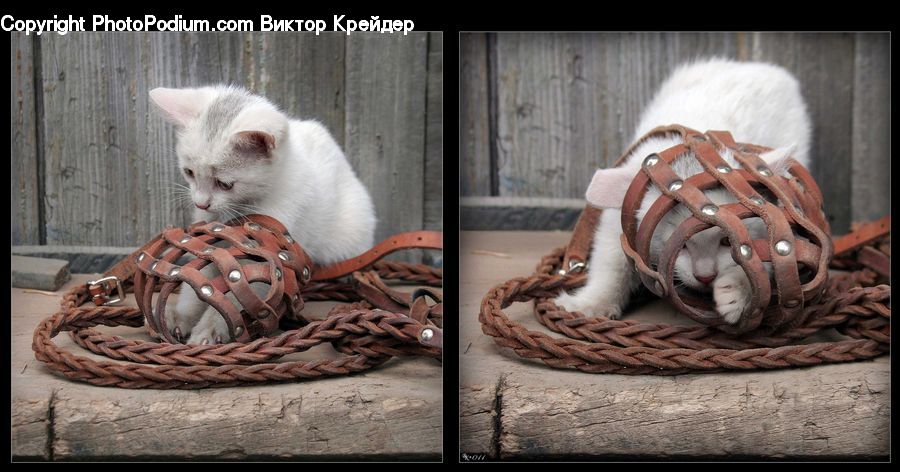 Rust, Animal, Cat, Mammal, Pet, Siamese, Kitten
