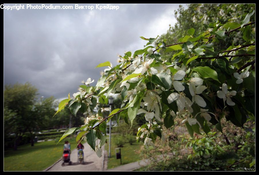 Blossom, Flora, Flower, Plant, Arbour, Building, Housing