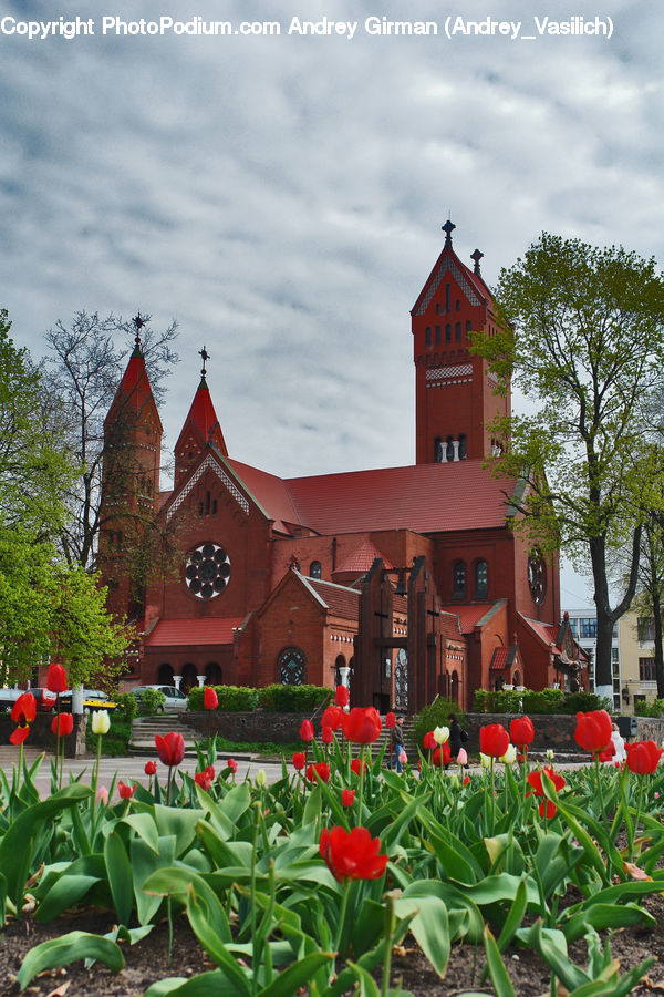 Blossom, Flora, Flower, Plant, Tulip, Architecture, Church