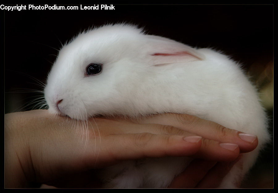 Animal, Bunny, Hare, Mammal, Rabbit, Rodent, Hamster