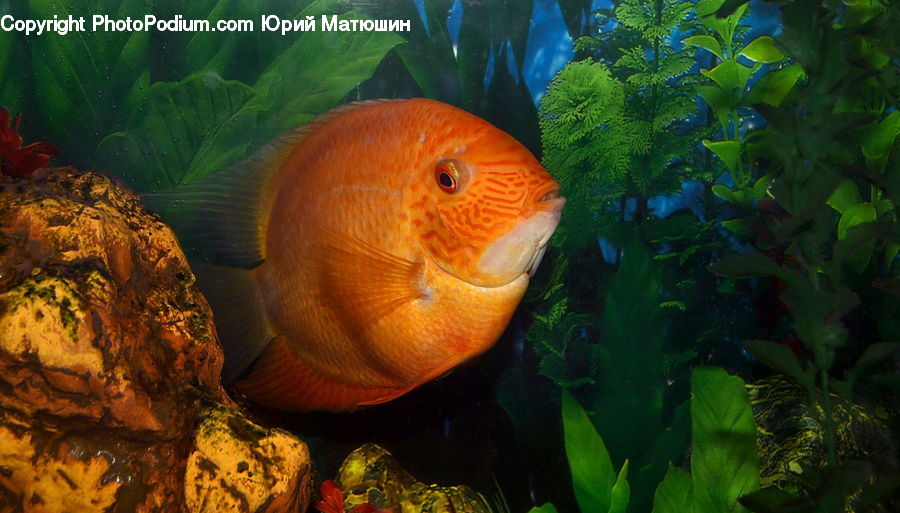 Plant, Potted Plant, Fish, Sea Life, Squash, Vegetable, Forest