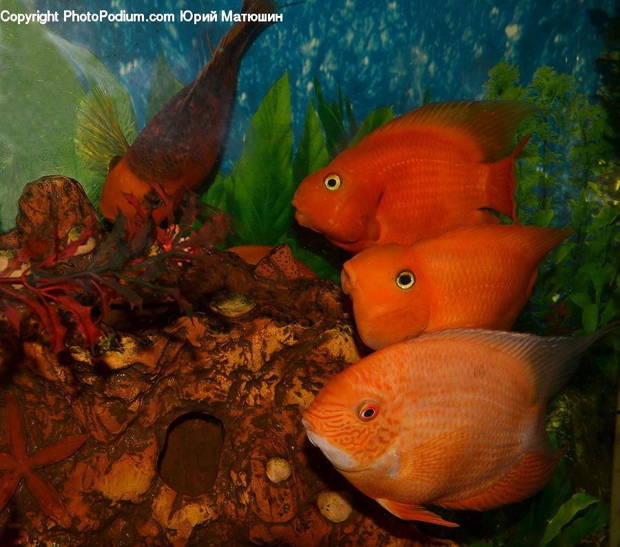 Fish, Sea Life, Carp, Goldfish, Aquarium, Aquatic, Water