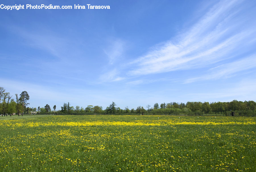 Field, Grass, Grassland, Meadow, Outdoors, Pasture, Land