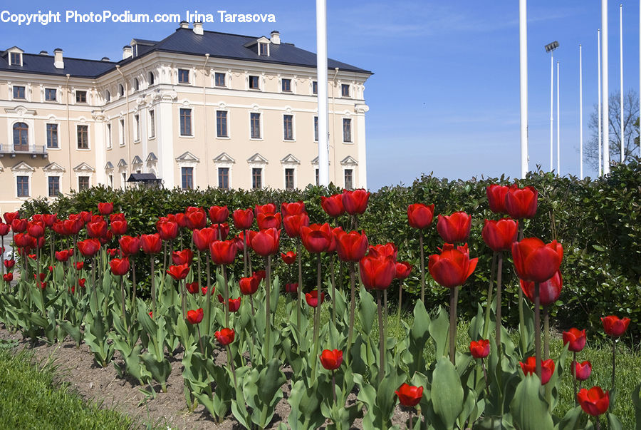 Blossom, Flora, Flower, Plant, Tulip, Architecture, Castle