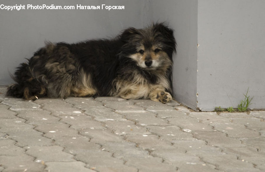 Animal, Canine, Collie, Dog, Mammal, Pet, Terrier