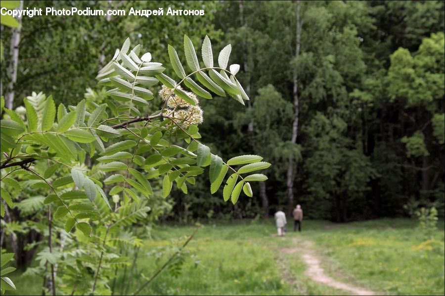 Plant, Potted Plant, Fern, Blossom, Flora, Flower, Forest