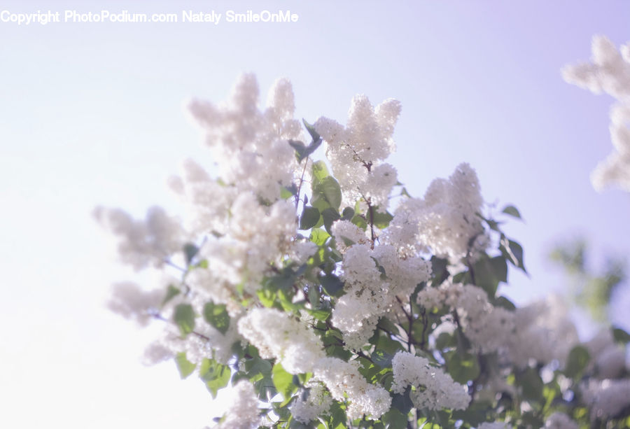 Blossom, Flora, Flower, Plant, Lilac, Cherry Blossom, Flower Arrangement