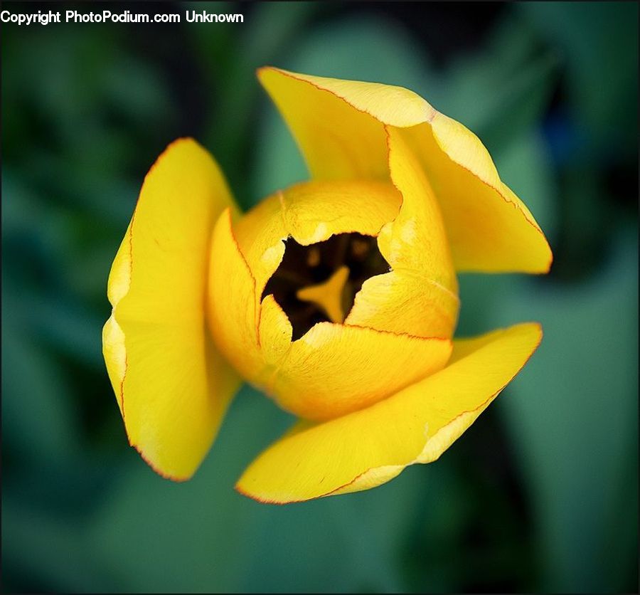 Blossom, Flora, Flower, Plant, Tulip, Gladiolus, Treasure Flower