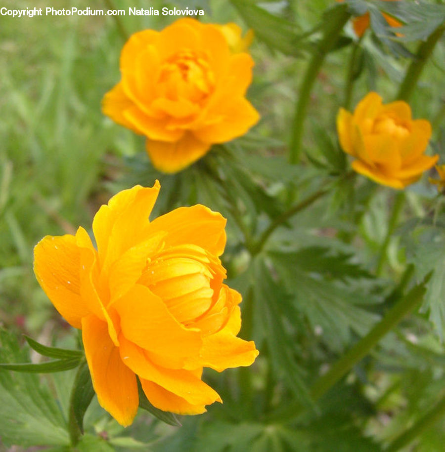 Blossom, Flora, Flower, Plant, Cosmos, Crocus, Asteraceae