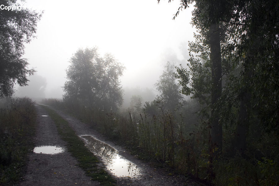 Dirt Road, Gravel, Road, Fog, Forest, Vegetation, Canal