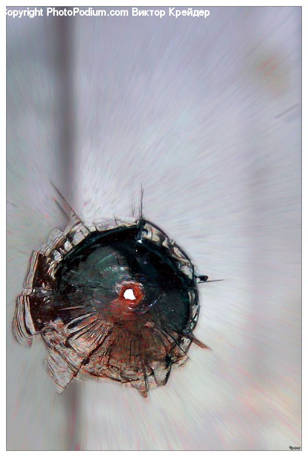 Bird Nest, Nest