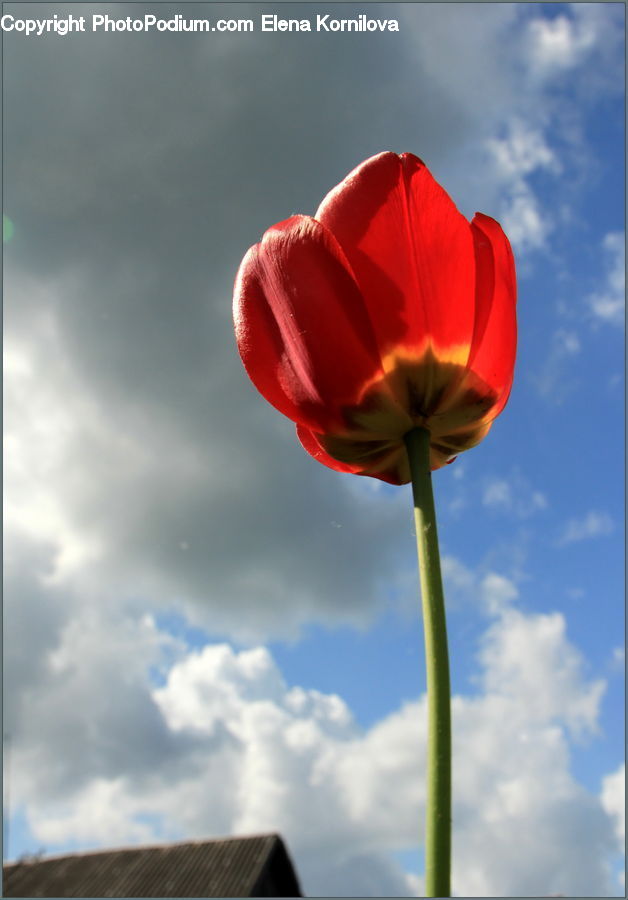 Blossom, Flora, Flower, Plant, Tulip, Poppy, Geranium