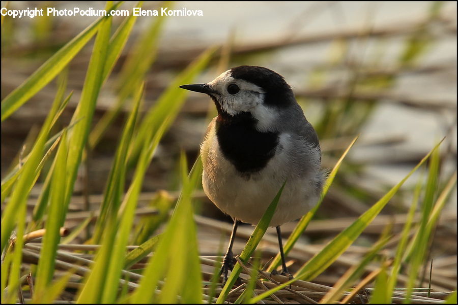 Bird, Beak, Field, Grass, Grassland, Plant, Blossom