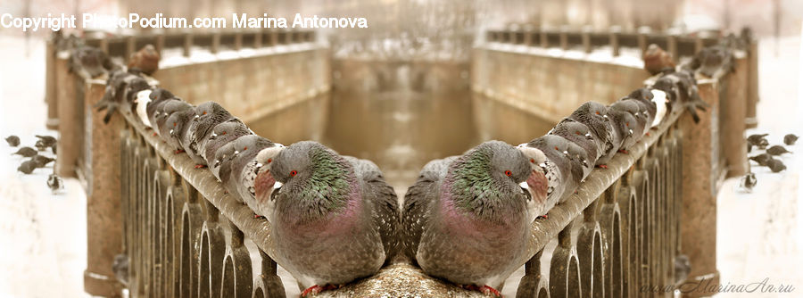 Bird, Pigeon, Fowl, Poultry, Dove, Turkey Bird