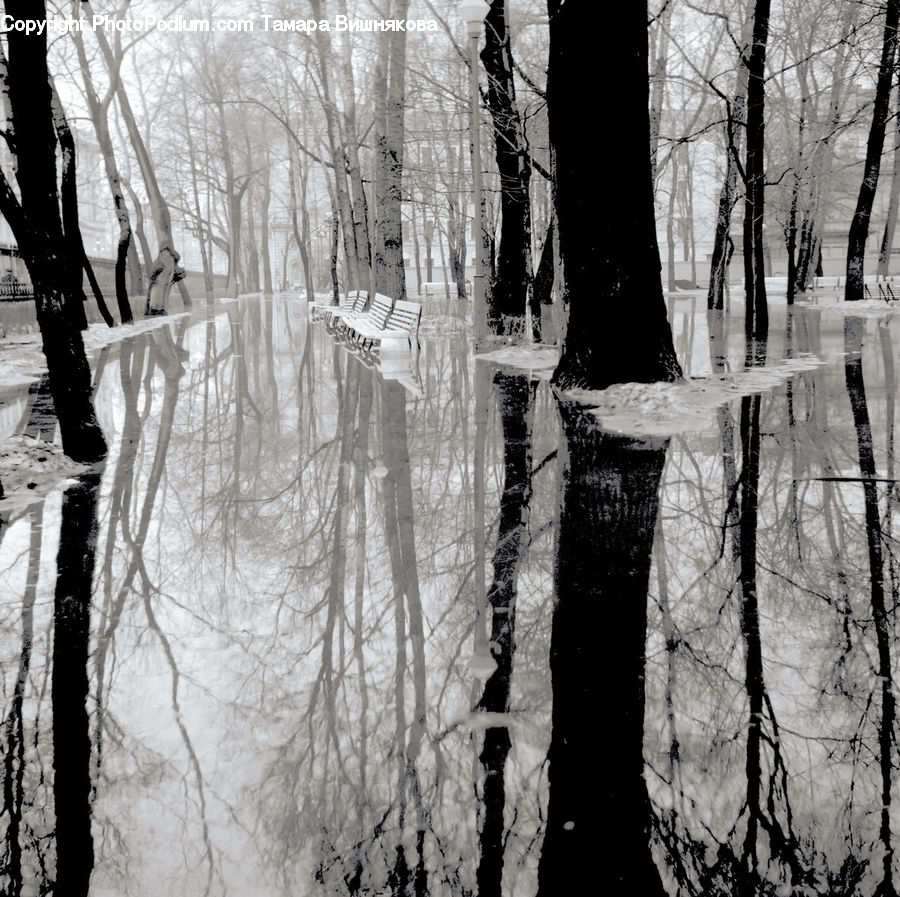 Land, Marsh, Outdoors, Swamp, Water, Forest, Vegetation