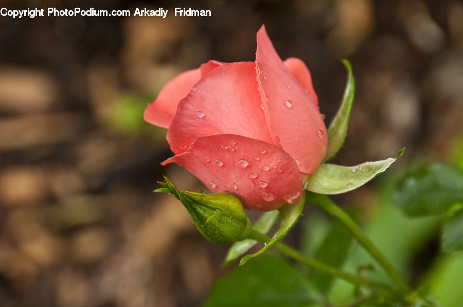Bud, Plant, Blossom, Flower, Rose, Flora, Carnation