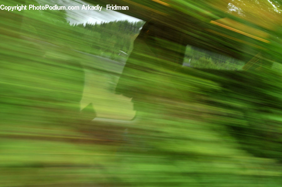Hardwood, Wood, Field, Grass, Grassland, Plant, Landscape