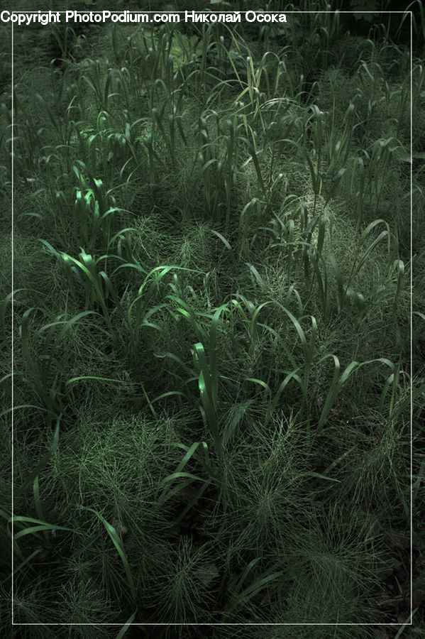 Field, Grass, Grassland, Plant, Vegetation, Dill, Forest