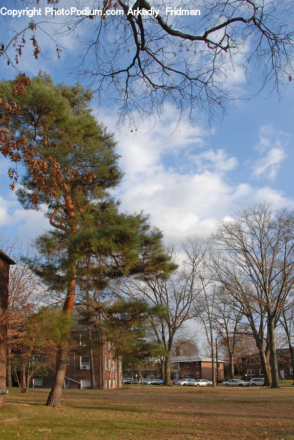 Conifer, Fir, Plant, Tree, Campus, Building, Office Building
