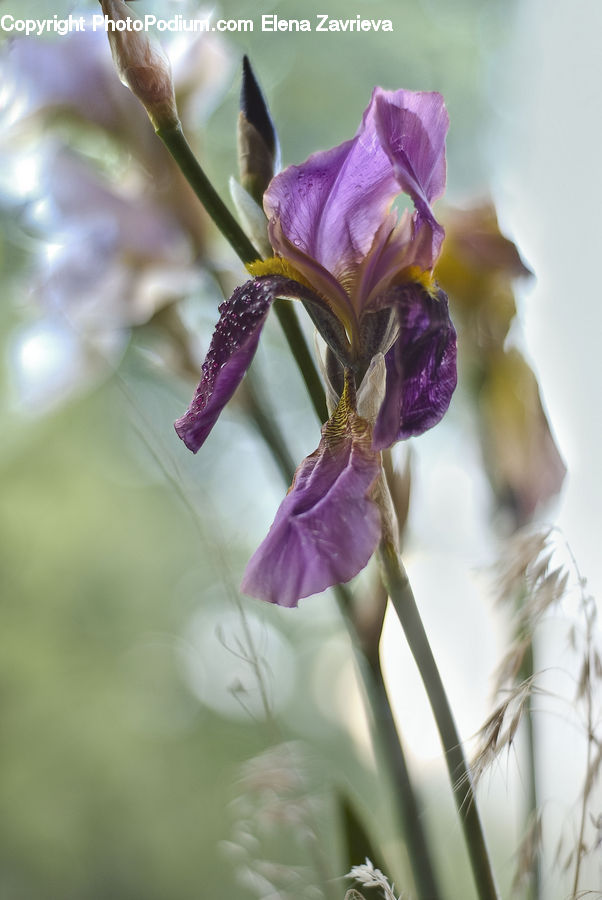 Flora, Flower, Gladiolus, Plant, Blossom, Aquilegia, Geranium