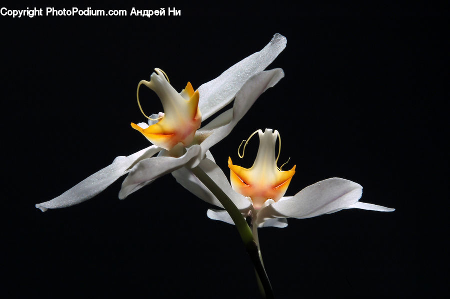 Flora, Flower, Lily, Plant, Gladiolus, Blossom, Crocus