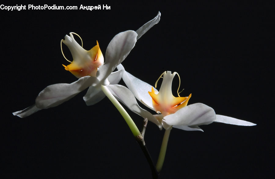 Blossom, Crocus, Flora, Flower, Plant, Gladiolus, Lily