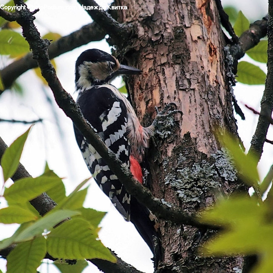 Bird, Flicker Bird, Woodpecker, Magpie, Art, Modern Art
