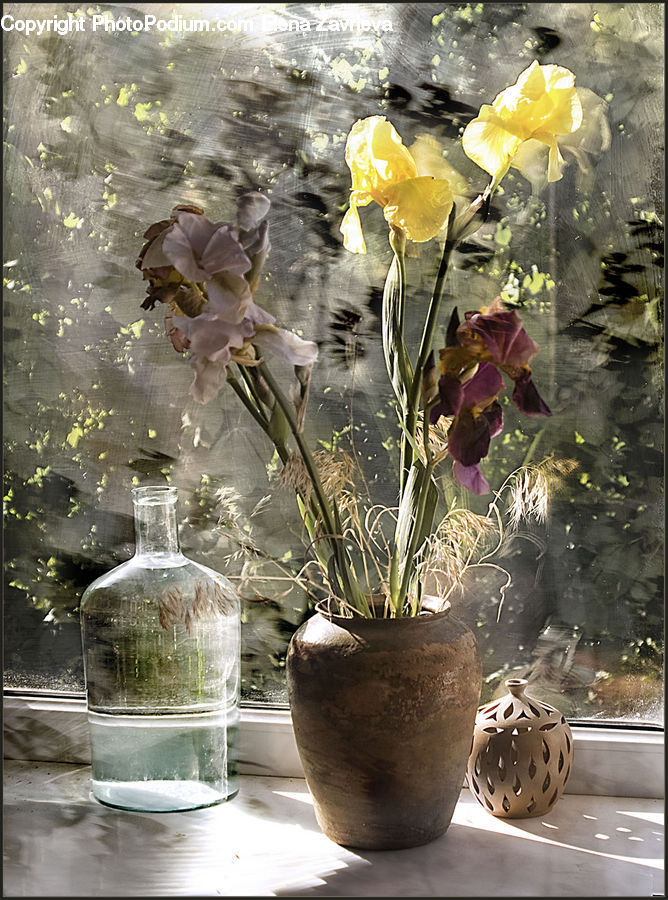 People, Person, Human, Jar, Glass, Goblet, Flora