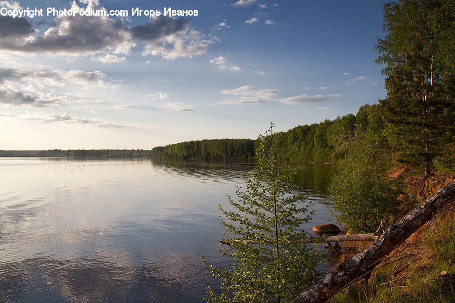 Lake, Outdoors, Water, Plant, Tree, Oak, Wood