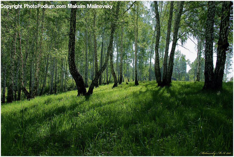 Forest, Vegetation, Conifer, Fir, Plant, Tree, Field