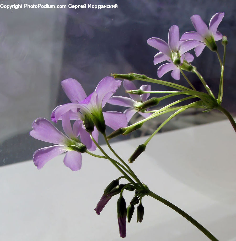 Blossom, Flora, Flower, Geranium, Plant, Flower Arrangement, Ikebana