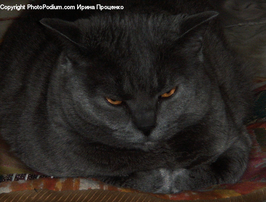 Animal, Black Cat, Cat, Mammal, Pet, Manx, Blanket