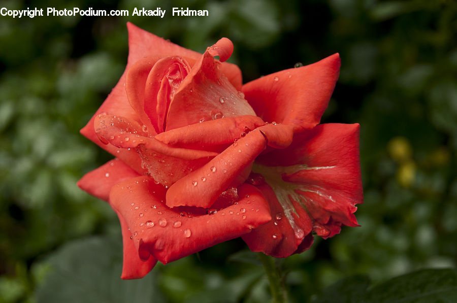 Flora, Flower, Gladiolus, Plant, Blossom, Rose, Geranium