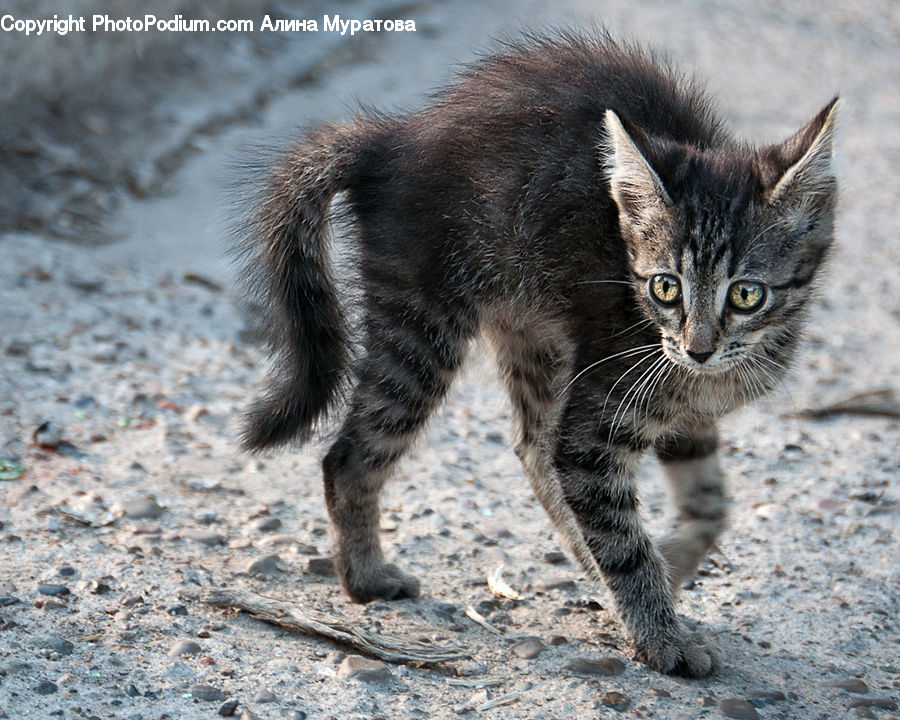 Animal, Cat, Kitten, Mammal, Pet, Manx