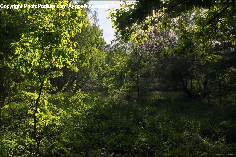 Plant, Potted Plant, Forest, Vegetation, Jungle, Bush, Conifer