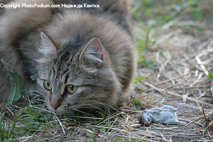 Animal, Cat, Kitten, Mammal, Pet, Manx, Adorable