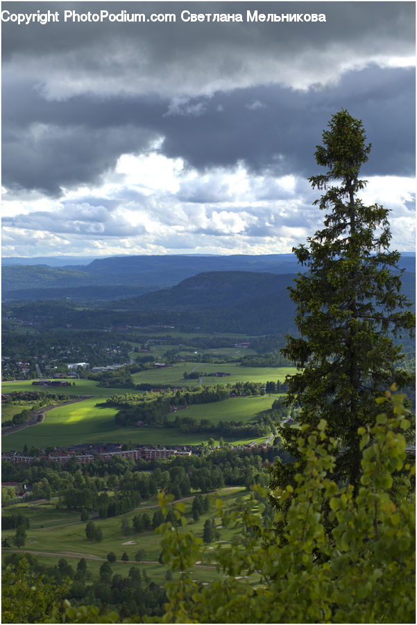 Conifer, Fir, Plant, Tree, Field, Grass, Grassland