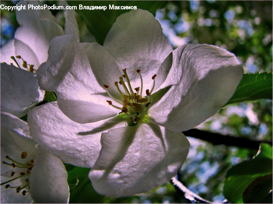 Blossom, Flora, Flower, Plant, Geranium