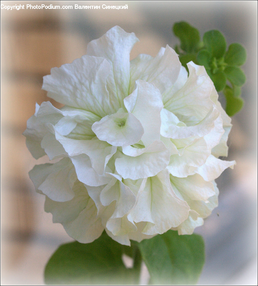 Blossom, Flora, Flower, Geranium, Plant, Carnation, Flower Arrangement