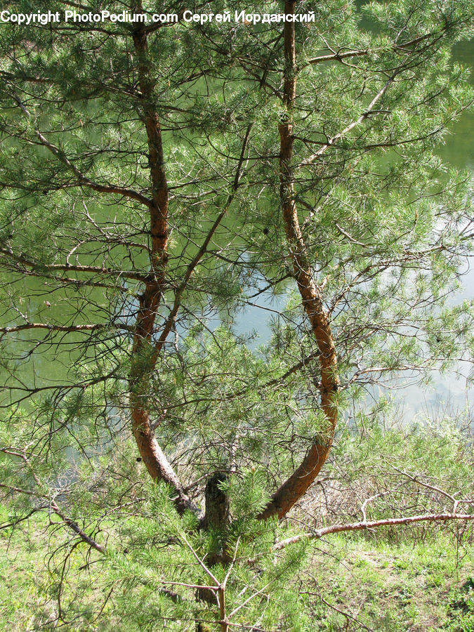 Conifer, Fir, Plant, Tree, Birch, Wood, Forest
