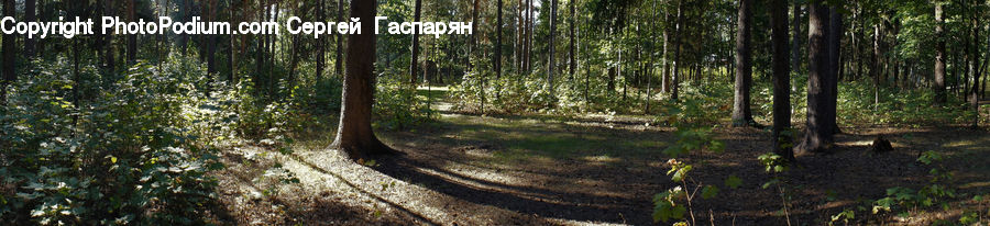 Forest, Vegetation, Grove, Land, Jungle, Oak, Tree