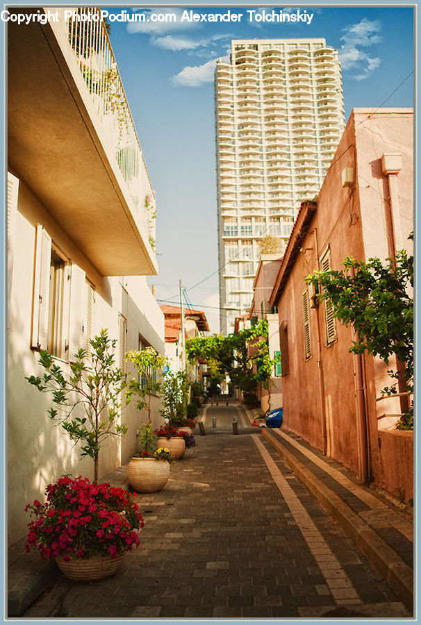 Alley, Alleyway, Road, Street, Town, Plant, Potted Plant