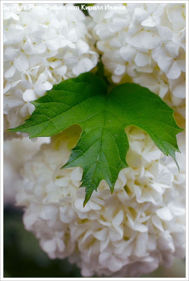 Leaf, Plant, Food, Grain, Rice, Floral Design, Blossom