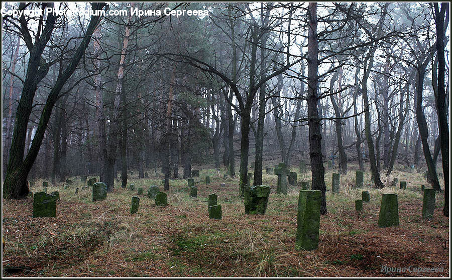 Forest, Grove, Land, Vegetation, Conifer, Fir, Plant