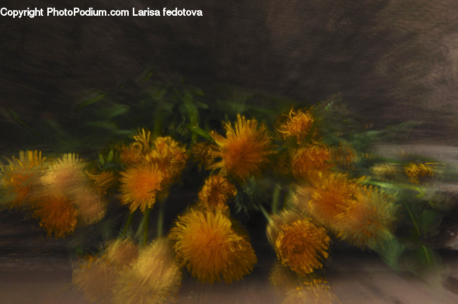 Flower, Mimosa, Plant, Conifer, Fir, Tree, Invertebrate