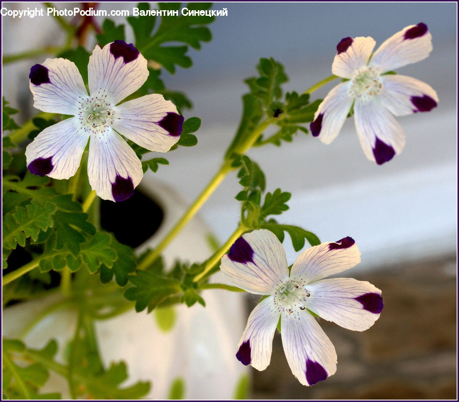 Blossom, Flora, Flower, Geranium, Plant, Petal, Fiber