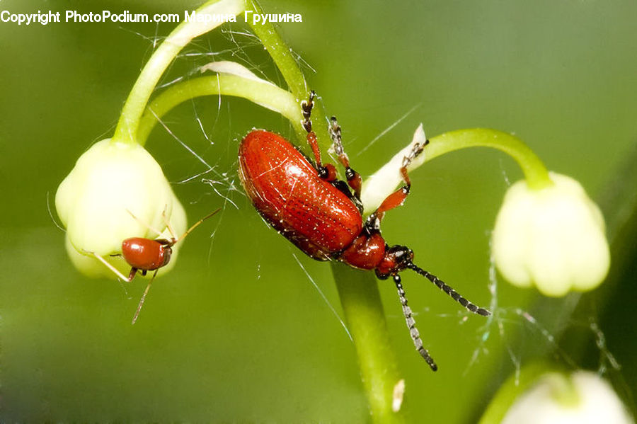 Produce, Vegetable, Arachnid, Garden Spider, Insect, Invertebrate, Spider